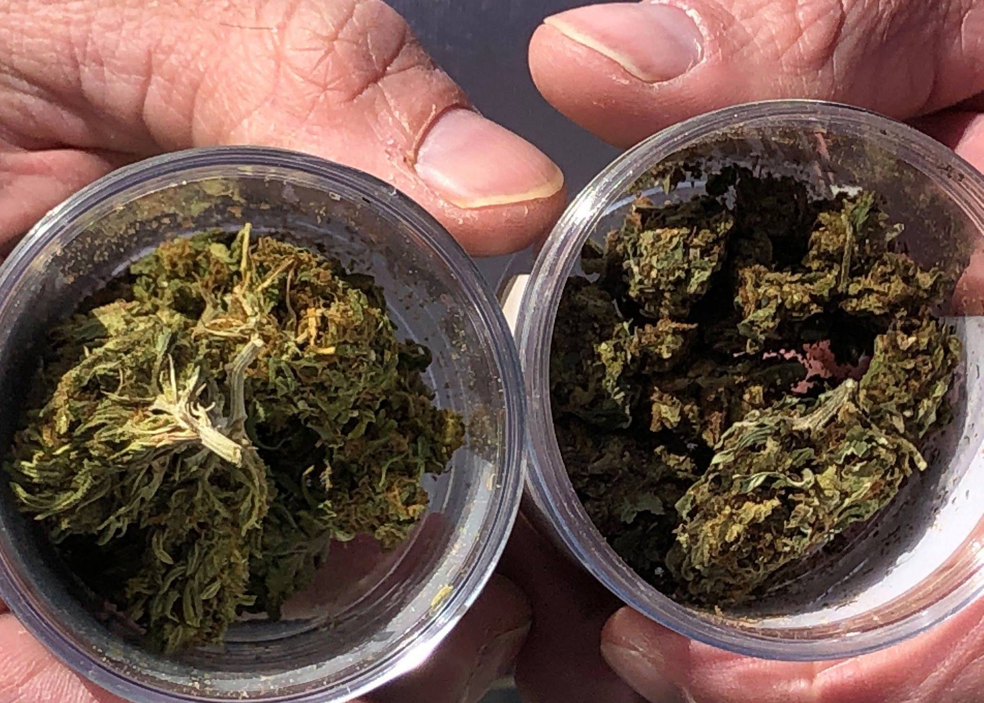 Exploring the Compatibility of CBD Flower and Regular Cannabis 