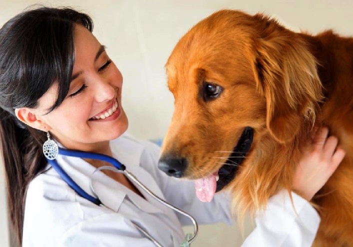 golden retriever breeders